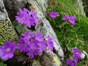 58 Primula irsuta (Primula irsuta) alla Bocchetta Triomen tra le rocce 